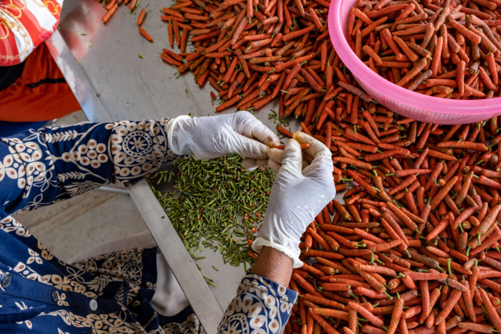Echte Handarbeit – Roter Langpfeffer wird vom Stiel befreit / ©HELA