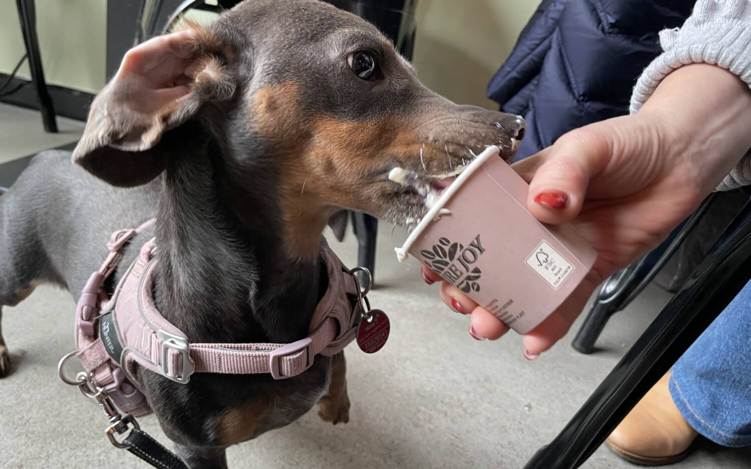 In Dieter’s Café in Mitte Altona bekommen Hunde einen Puppuccino auf’s Haus:  aufgeschlagene Sahne mit Hundekeksen /©Alina Fedorova