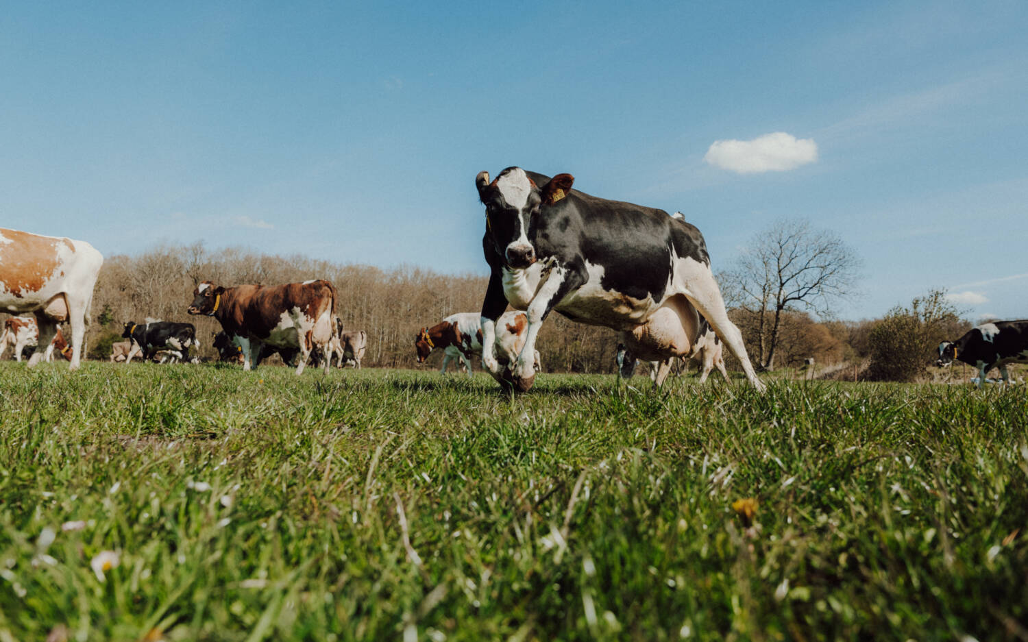 Auf dem Bio-Hof in Oster-Ohrstedt leben Tiere in der freien Natur / ©Björn Weinbrandt