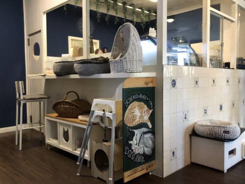 Katers Köök war das erste Katzencafé in Hamburg Eimsbüttel / ©Genuss-Guide