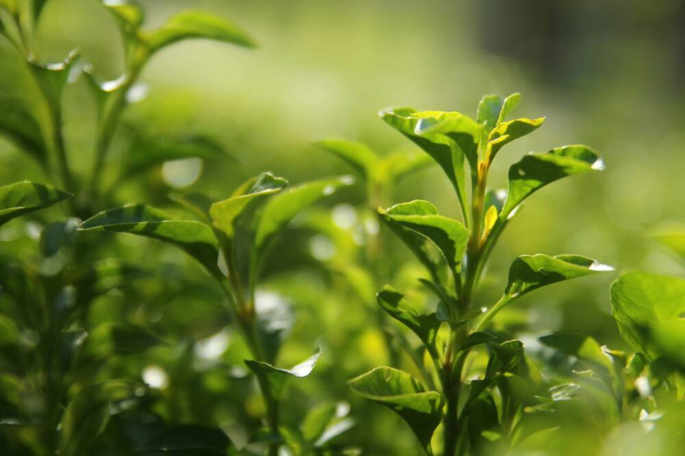 Der Ursprung von Matcha: frische Teeblätter als Basis der Getränke im Brühwerk /©Unsplash/Timothy Newman