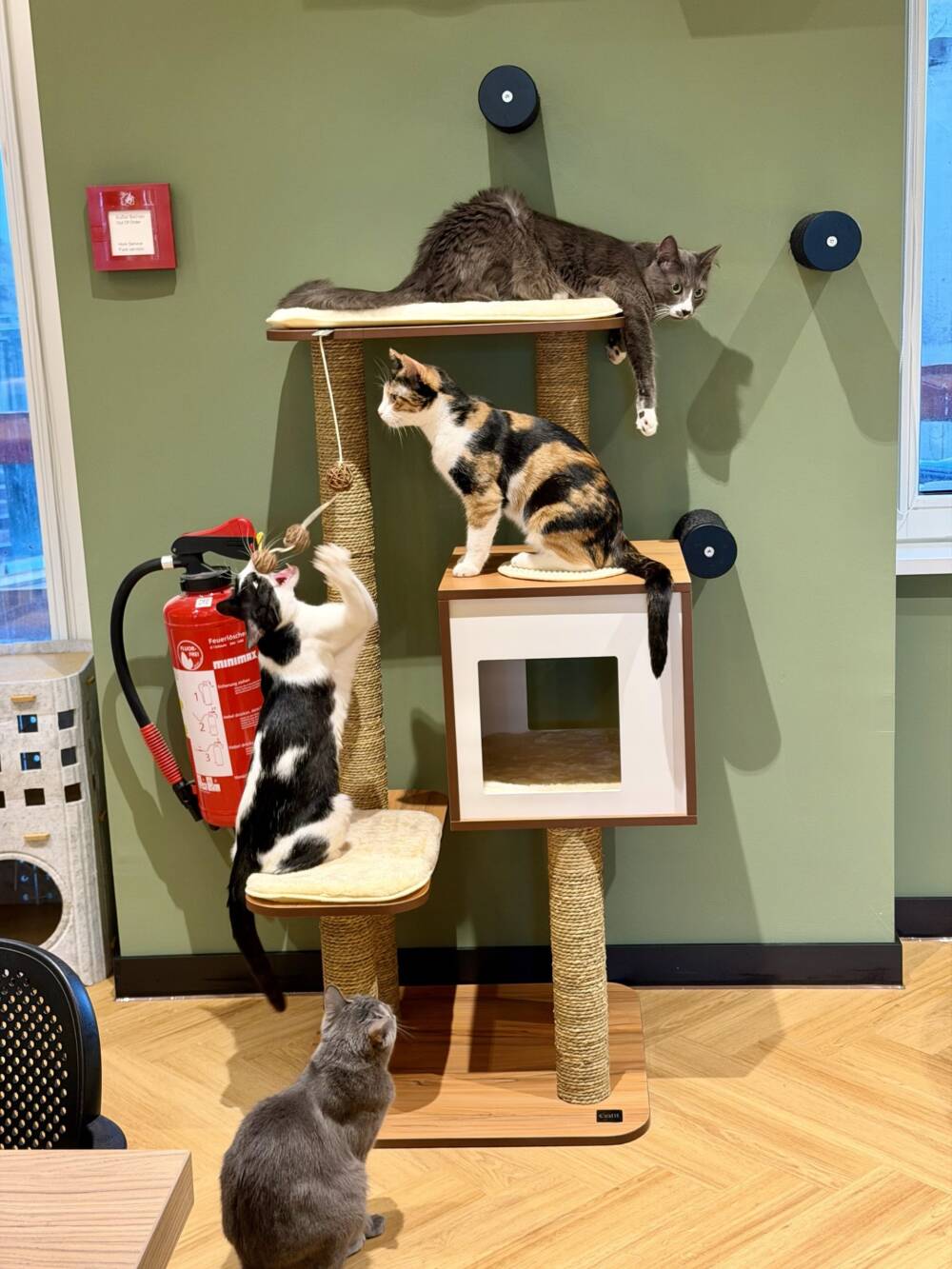 Die Katzen kommen ursprünglich aus Zypern und haben nun ihr neues Zuhause im Katzentempel Holstenwall gefunden / ©Aaron Kallus