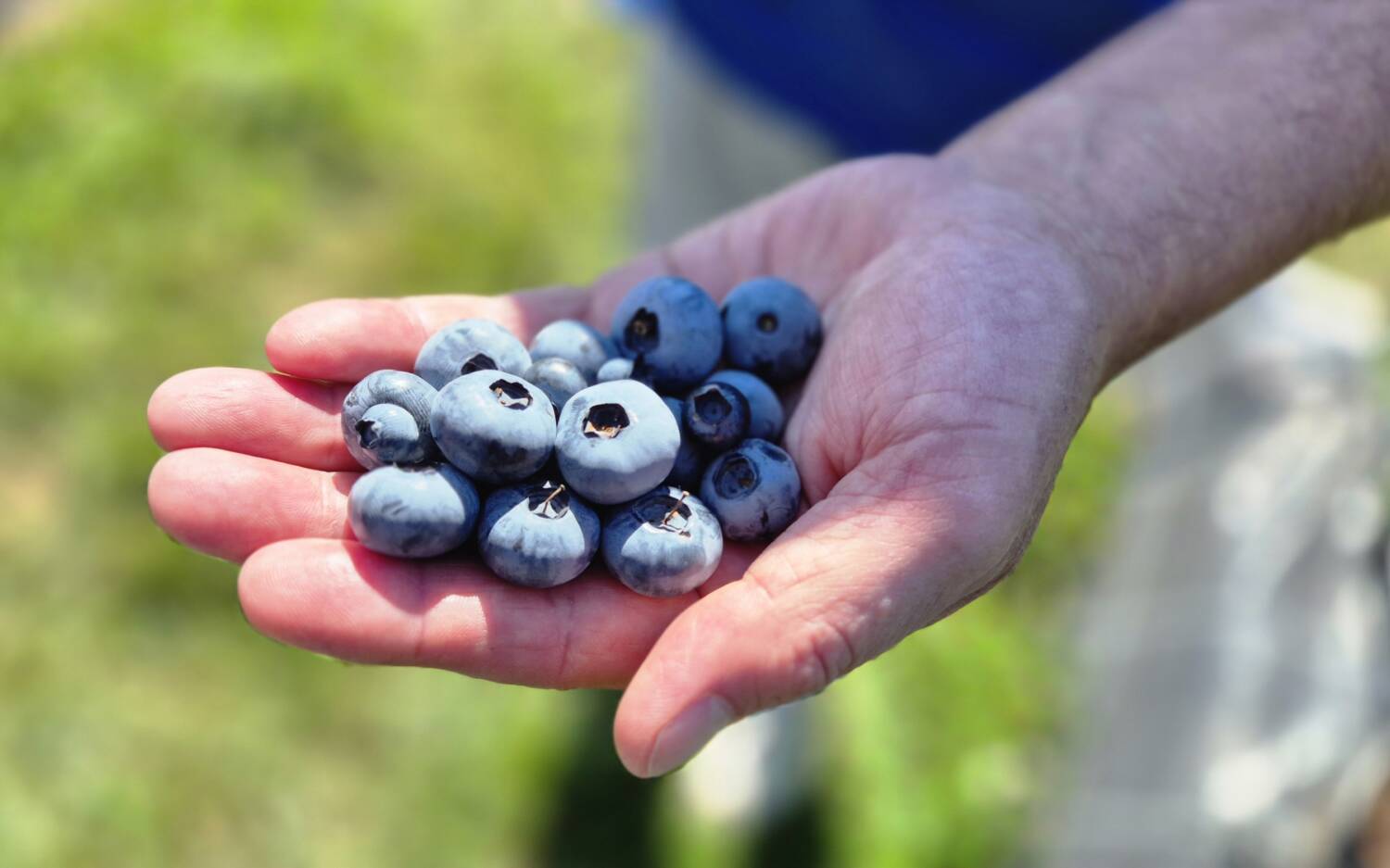 Bei Bedarf berät Michael Clasen seine Kundschaft darüber, welche der 22 verschiedenen Sorten Blaubeeren für ihr Anliegen am Besten geeignet ist /©Ida Bohlen