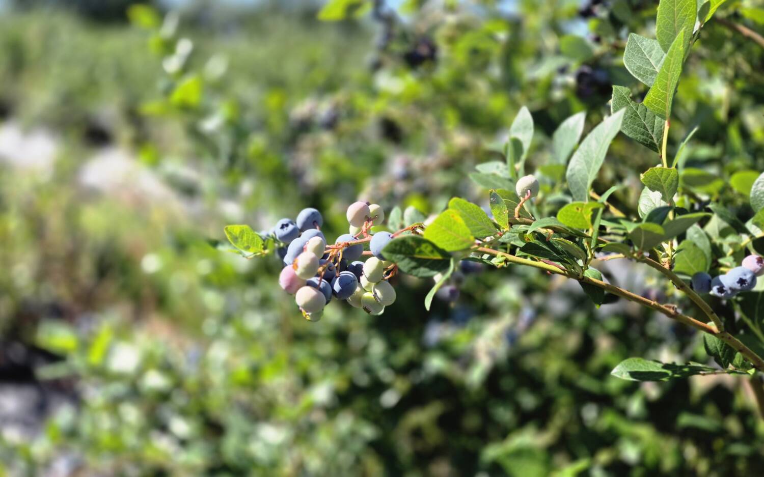 Die Blaubeeren sind sonnenverwöhnt und frei von Herbiziden /©Ida Bohlen