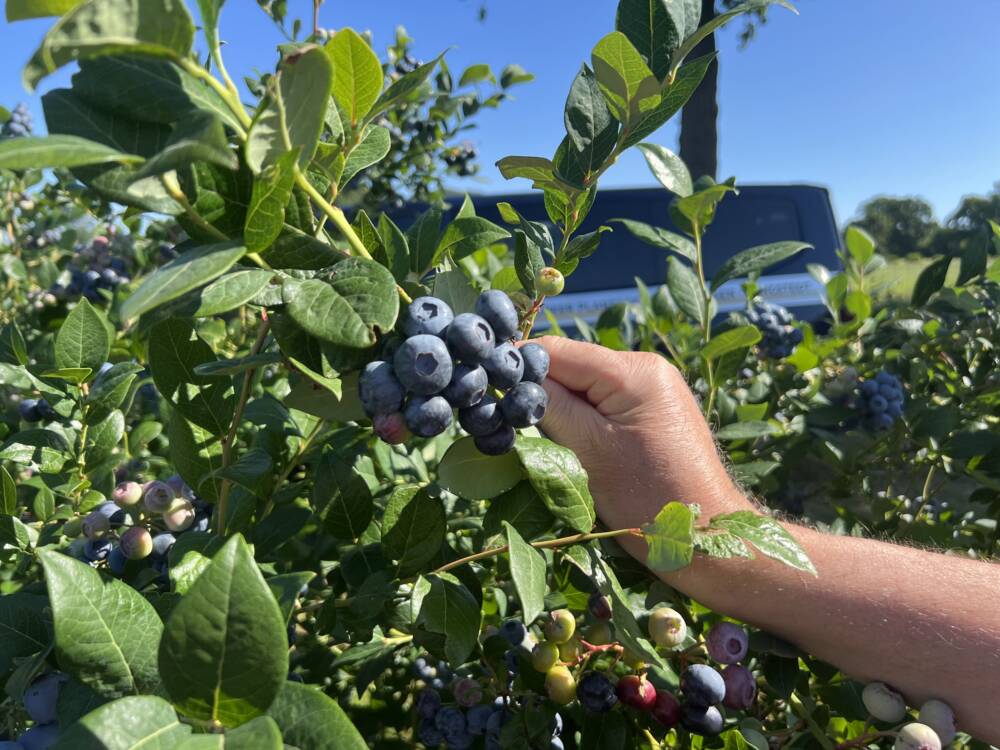Die dicken, dunklen Blaubeeren eignen sich am Besten zum Snacken /©Paula Rieck