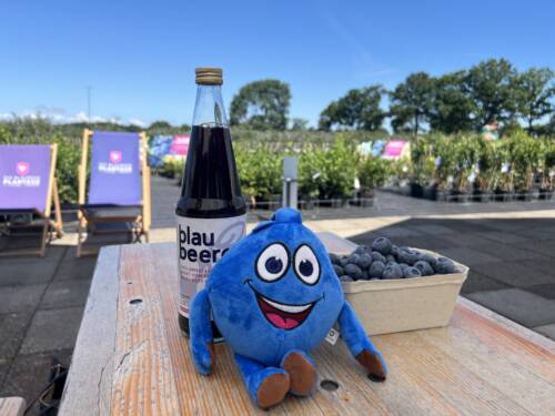 Neben des Verkaufs ganzer Pflanzen an Gartencenter, verkauft Heinz Clasen Blaubeerkulturen auch Blaubeersaft und das Maskottchen Blaubert /@Paula Rieck