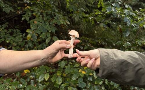 Die Schätze des Waldes – Pilze! / ©Carlotta Maas