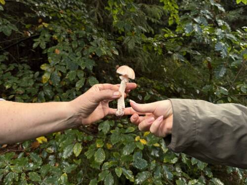 Die Schätze des Waldes – Pilze! / ©Carlotta Maas